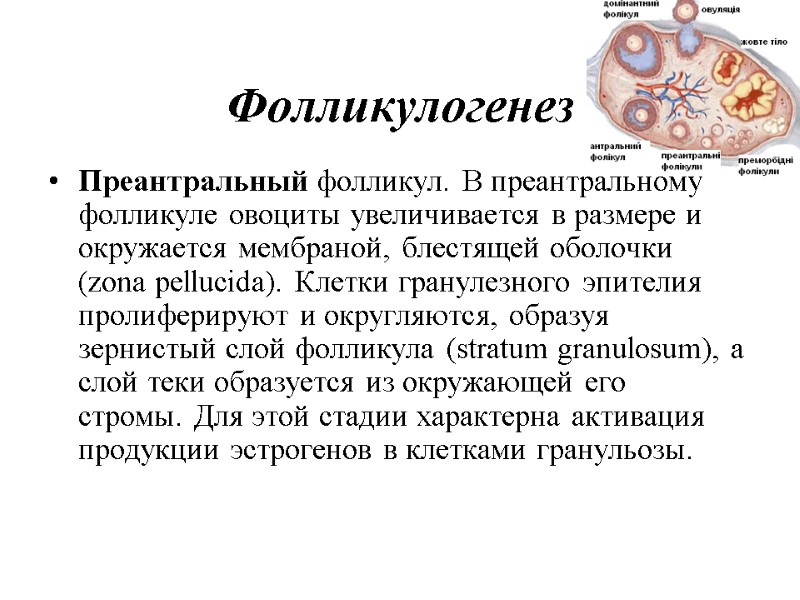 Фолликулогенез Преантральный фолликул. В преантральному фолликуле овоциты увеличивается в размере и окружается мембраной, блестящей Фолликулогенез Преантральный фолликул. В преантральному фолликуле овоциты увеличивается в размере и окружается мембраной, блестящей